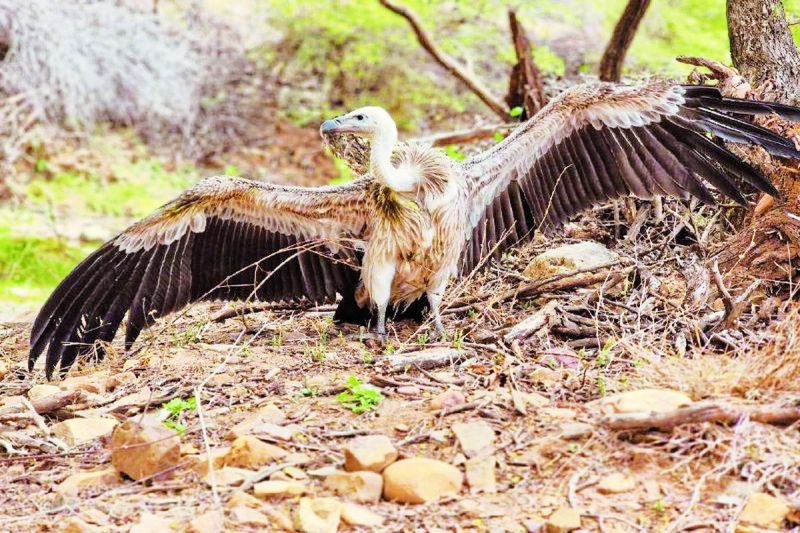 जिले में बढऩे लगी लंबी चोंच वाले गिद्धों की संख्या