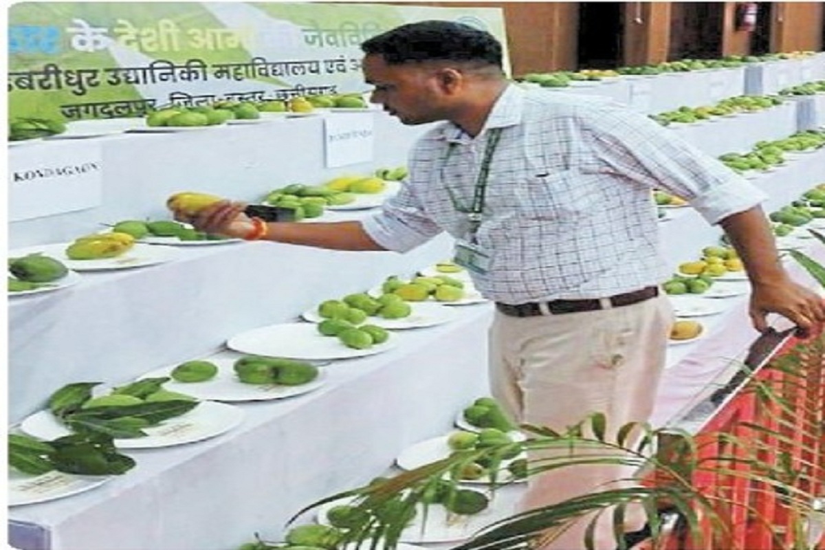 Mango Festival 2025: बस्तर से आया आमों का खजाना, मियाजाकी का दाम 3 लाख रुपये
प्रति किलो