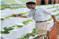 Mango Festival 2025: बस्तर से आया आमों का खजाना, मियाजाकी का दाम 3 लाख रुपये
प्रति किलो - image