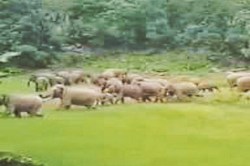 CG News: 28 हाथियों के झुंड ने उड़ाई ग्रामीणों की नींद, रात होते ही पहुंचते है
गांव की ओर - image