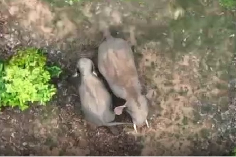 हाथी (Photo Patrika)