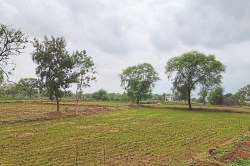 CG Monsoon 2025: मानसून पर लगे ब्रेक ने किसानों की बढ़ाई चिंता, आषाढ़ महीने आधा
निकलने के बाद भी नहीं हुई झमाझम बारिश - image