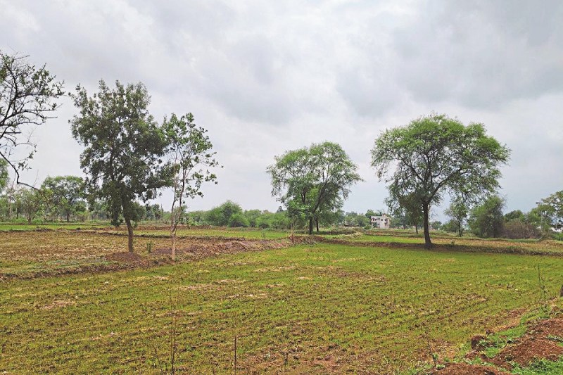 CG Monsoon 2025: मानसून पर लगे ब्रेक ने किसानों की बढ़ाई चिंता, आषाढ़ महीने आधा निकलने के बाद भी नहीं हुई झमाझम बारिश