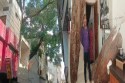Giant Tree Grows Between Three-Storey Building, Environmental Message on World
Environment Day