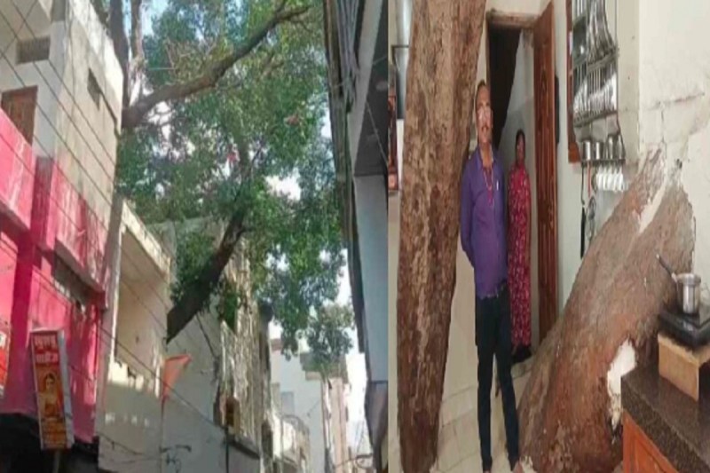 Giant tree grows through three-storey house (Photo: Patrika)