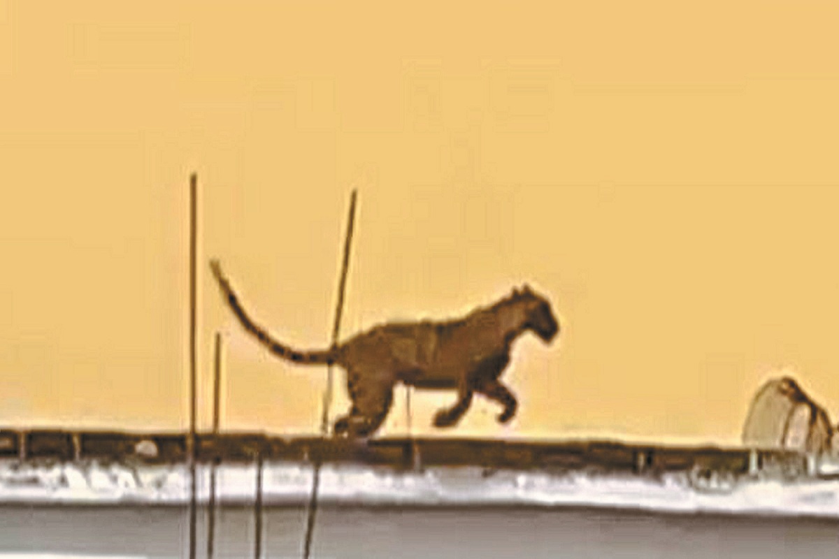 CG News: टायलेट में दो दिनों तक फंसा रहा खूंखार तेंदुआ, पूरे गांव में दहशत,
देखें