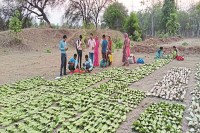 93 लाख का तेंदूपत्ता गबन (Photo Patrika