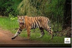 CG News: छत्तीसगढ़ के जंगलों में बाघों की गणना जल्दी ही शुरू होगी, तैयारियों में
जुटे वन विभाग के अधिकारी - image