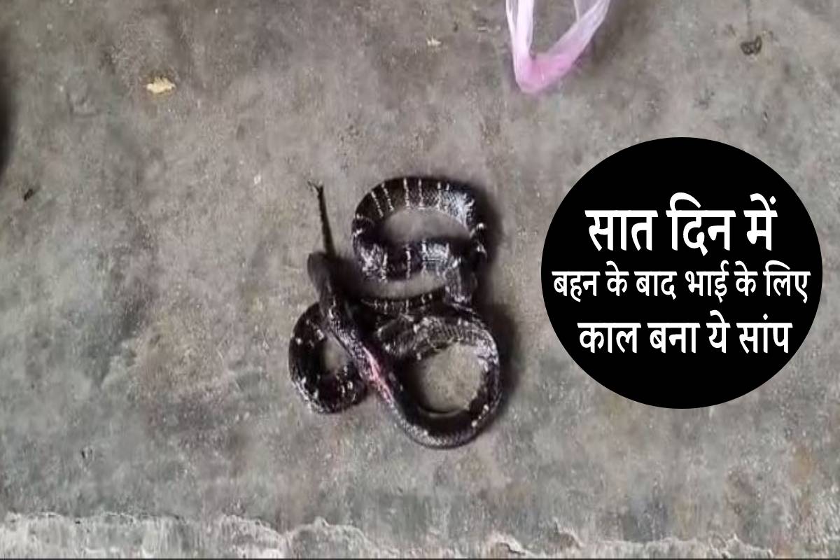सात दिन पहले बहन और अब भाई के लिए काल बना सांप बिस्तर में मरा मिला…
