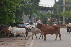 काम की खबरः रोड पर मिले गाय-भैंस तो लगेगा 500 रुपए का जुर्माना, उठाना होगा ये
खर्च भी - image