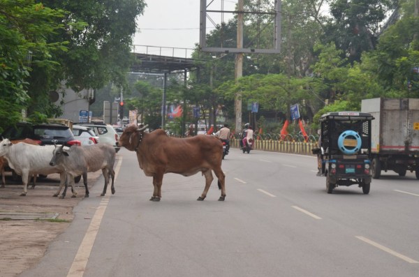 प्रमुख सड़कों पर मवेशियों का डेरा जगह-जगह
