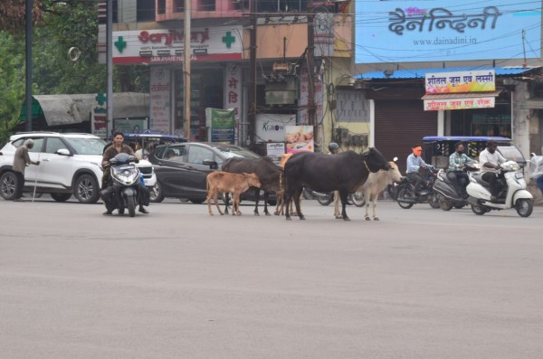प्रमुख सड़कों पर मवेशियों का डेरा जगह-जगह