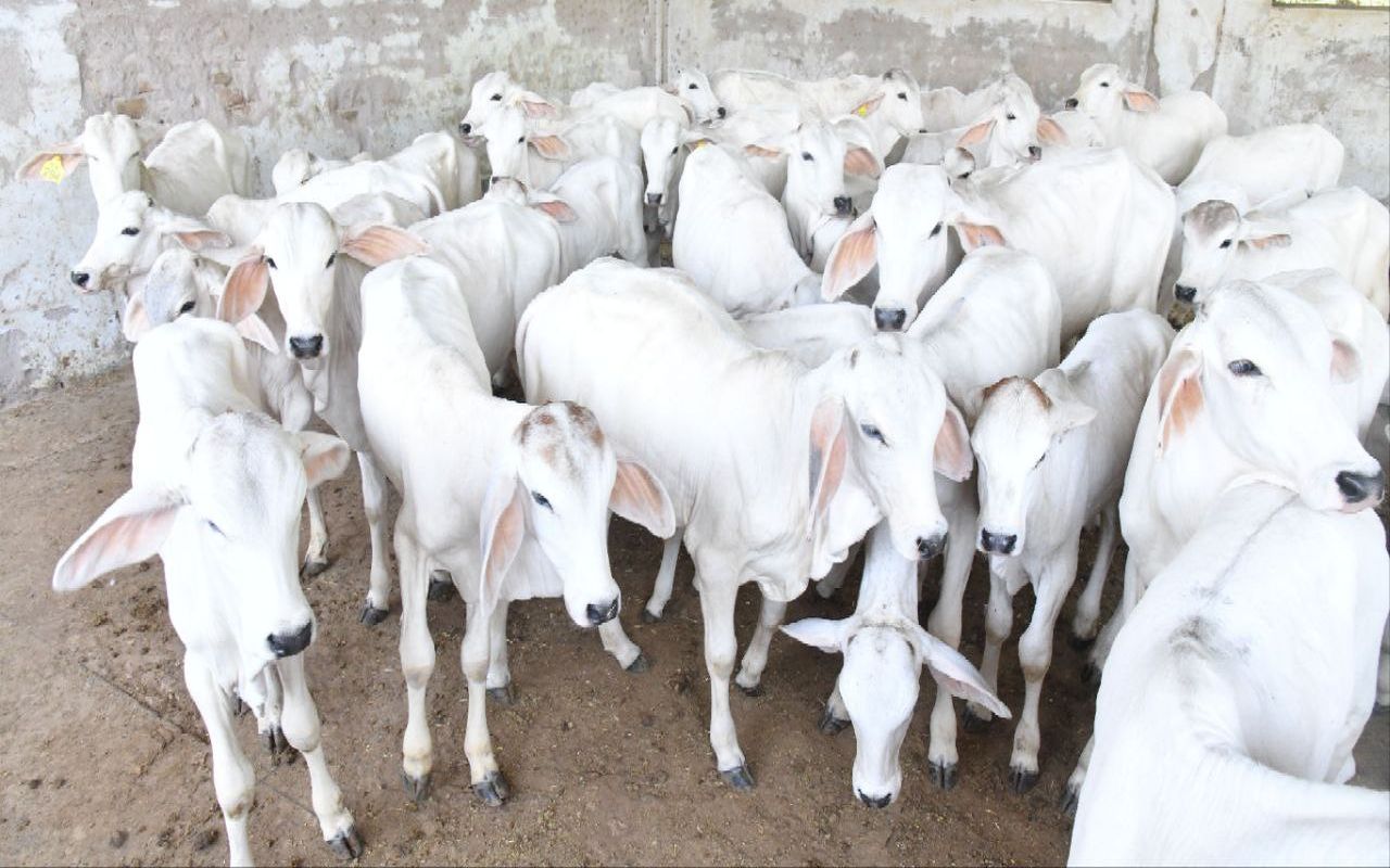 राठी: गौरी गाय ब्याई है.., थारपारकर: दूध सी काया पाई है…