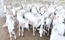 राठी: गौरी गाय ब्याई है.., थारपारकर: दूध सी काया पाई है… - image