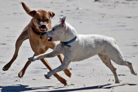 dog attack