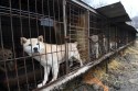 South Korea's New Law Leaves Future of Over 500,000 Dogs Uncertain