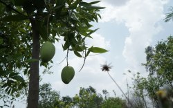 छतरपुर बना हरा-भरा पर्यावरण का प्रतीक, जिला प्रशासन की फ्रूट फॉरेस्ट योजना ला
रही रंग - image