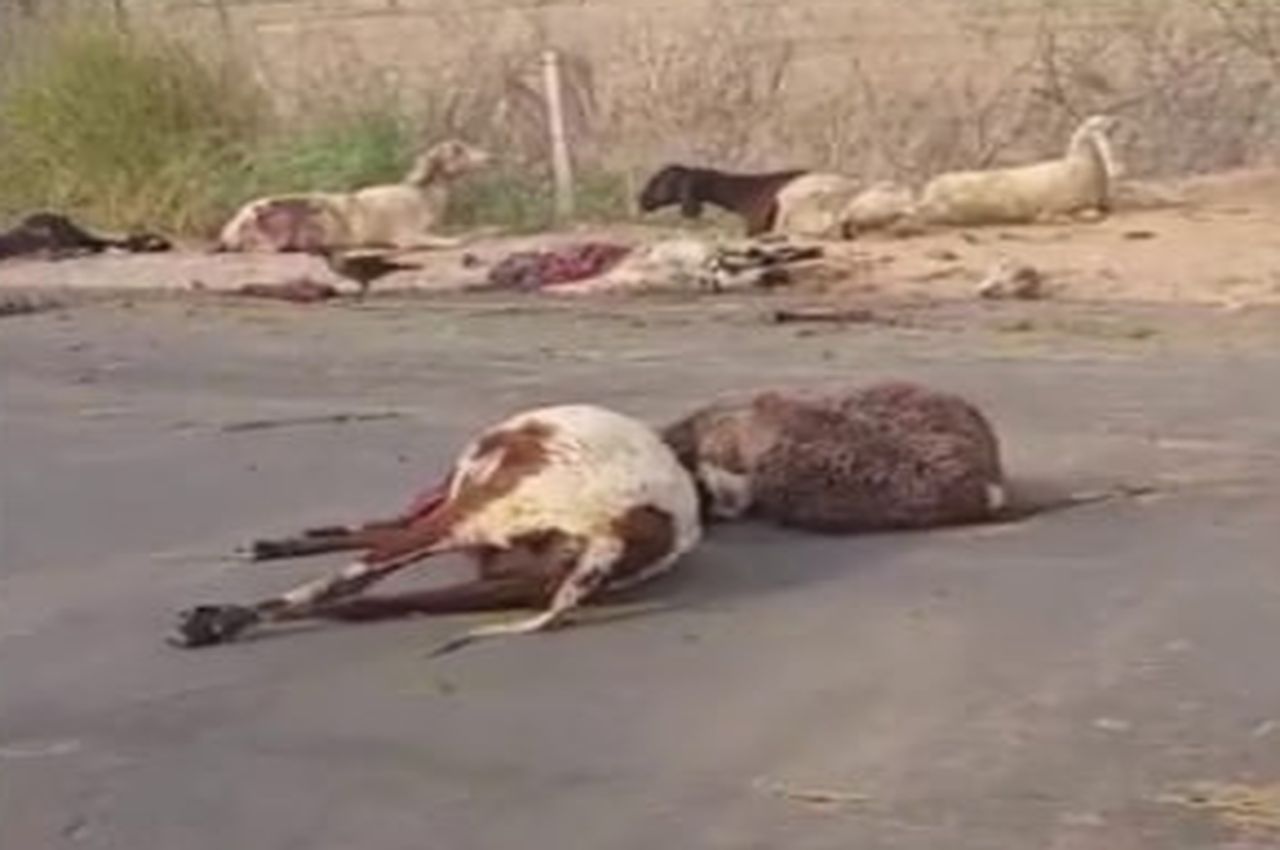 चरवाहों को बचाने के चक्कर में हादसा, 25 भेड़ों की मौत