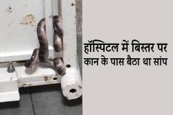 हॉस्पिटल के डिलीवरी वार्ड में बिस्तर पर कान के पास बैठा था सांप, नर्स को डसा.. - image