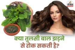 Tulsi Leaves For Hair: तुलसी से बालों की जड़ों को करें मजबूत, बालों का गिरना और
डैंड्रफ होगा दूर - image