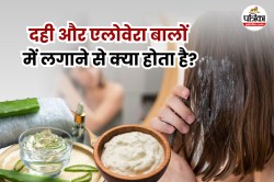 Curd And Aloe Vera For Hair: दही और एलोवेरा लगाने से बालों को मिलते हैं जबरदस्त
फायदे, जानिए कैसे रखें बालों को हेल्दी और खूबसूरत - image
