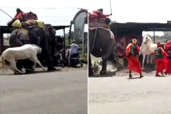 सड़क पर विशाल हाथी और घोड़े के बीच जमकर फाइट, फिर जो हुआ उसने कर दिया सबको
हैरान, Video - image