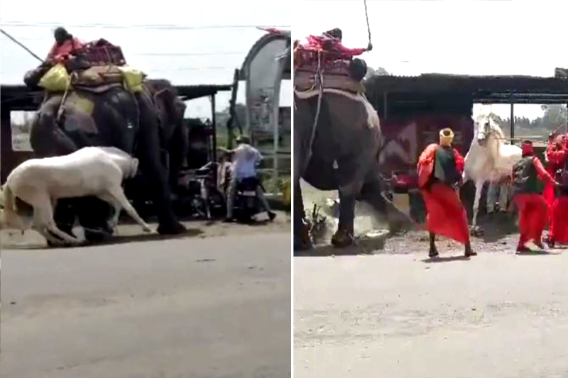 Elephant and Horse Fight Video