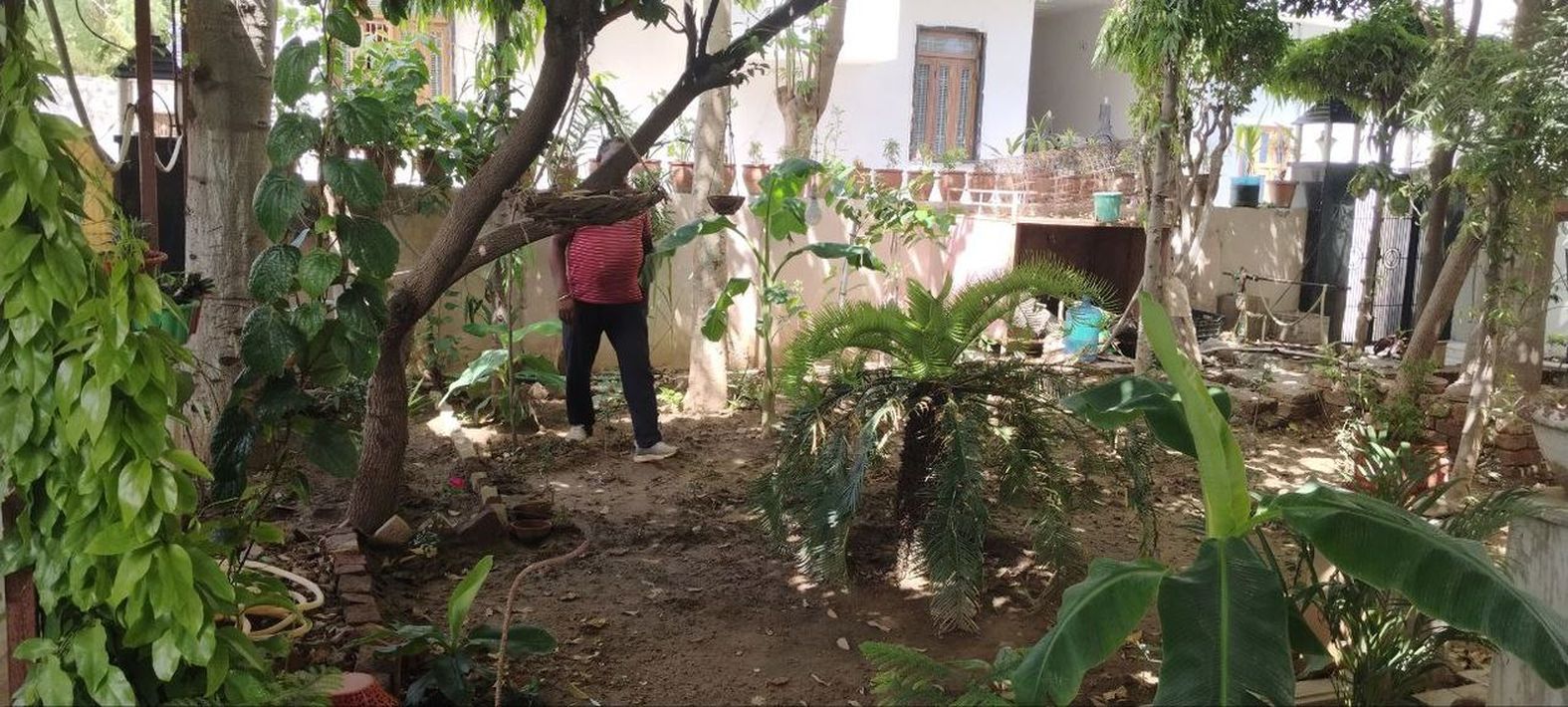 पौधों से प्रेम में आंगन को बनाया बगिया, अब बागवानी से फैला रहे हरियाली
