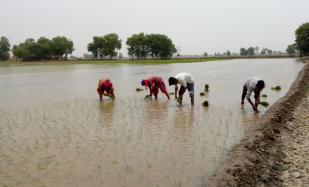 जीतोड़ मेहनत से बनाया धान का कटोरा, सरकार ने पीछे खींचे कदम, आंसू बहाने को मजबूर किसान