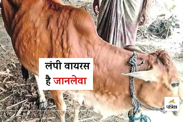 गोवंश पर लंपी वायरस का खतरा, पत्रिका फोटो