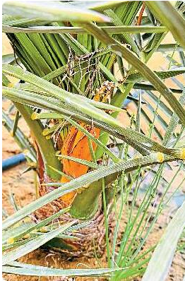 बाड़मेर- श्रीगंगानगर में खजूर की खेती, पत्रिका फोटो