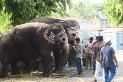 Ahmedabad: जलयात्रा के बाद, भगवान पहुंचेंगे ननिहाल - image