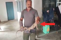 ऑडिटोरियम में निकला ऐसा जीव की देखने वालों की कांप गई रूह - image