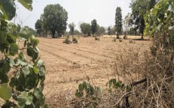 बिजावर नंदन फल उद्यान घोटाला: सहायक यंत्री हटाए गए, 4 पंचायतों में 35 लाख का
फर्जीबाड़ा उजागर - image