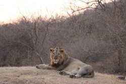 Asiatic Lions: गिर जंगल में शेरों की मशहूर जय-वीरू की जोड़ी टूटी - image