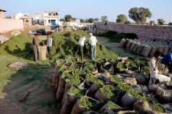 राज्य के बाद केन्द्र सरकार ने भी नागौरी पान मैथी को किया मसाला बोर्ड की सूची में
शामिल, जानिए क्या होगा फायदा - image
