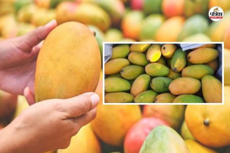 Rajasthan Mango Lovers are Very Happy Dussehri Langde Mangoes Bumper Arrival from UP in Jaipur know why