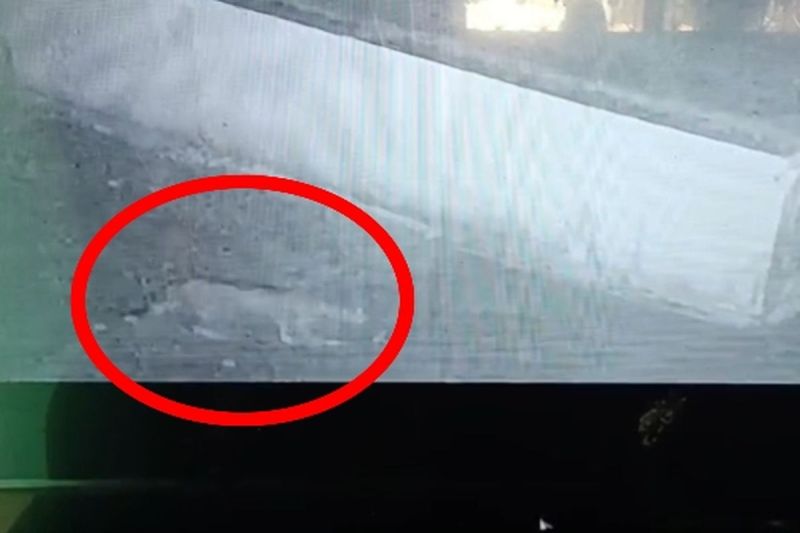 राणावास में तेंदुआ! ग्रामीणों के होश हुए फाख्ता