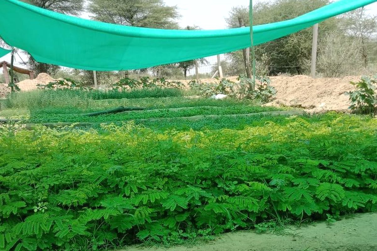 लूनी नदी चली तो पहली बार अस्थायी नर्सरी में 50 हजार पौधे तैयार