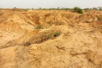 चरागाह भूमि में होगा पौधरोपण, बबूल हटाने का कार्य जारी