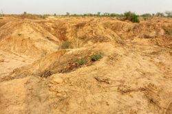 चरागाह भूमि में होगा पौधरोपण, बबूल हटाने का कार्य जारी - image