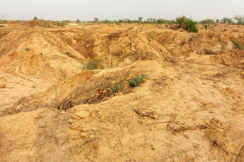 चरागाह भूमि में होगा पौधरोपण, बबूल हटाने का कार्य जारी