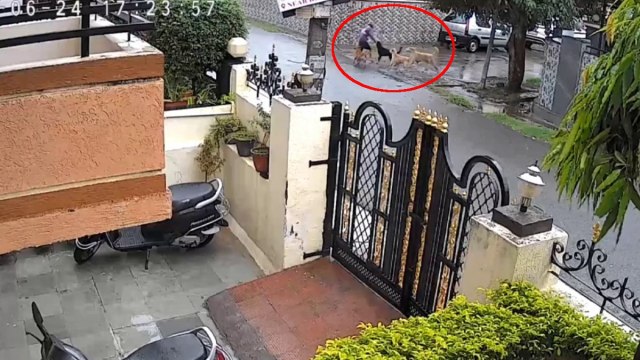 street dog attack