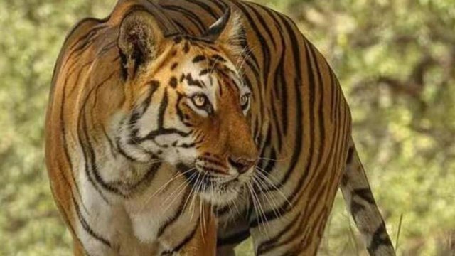 बाघिन मछली, पत्रिका फोटो