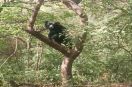 सैलानियों को देख भालू चढ़ा पेड़ पर, हुए रोमांचित