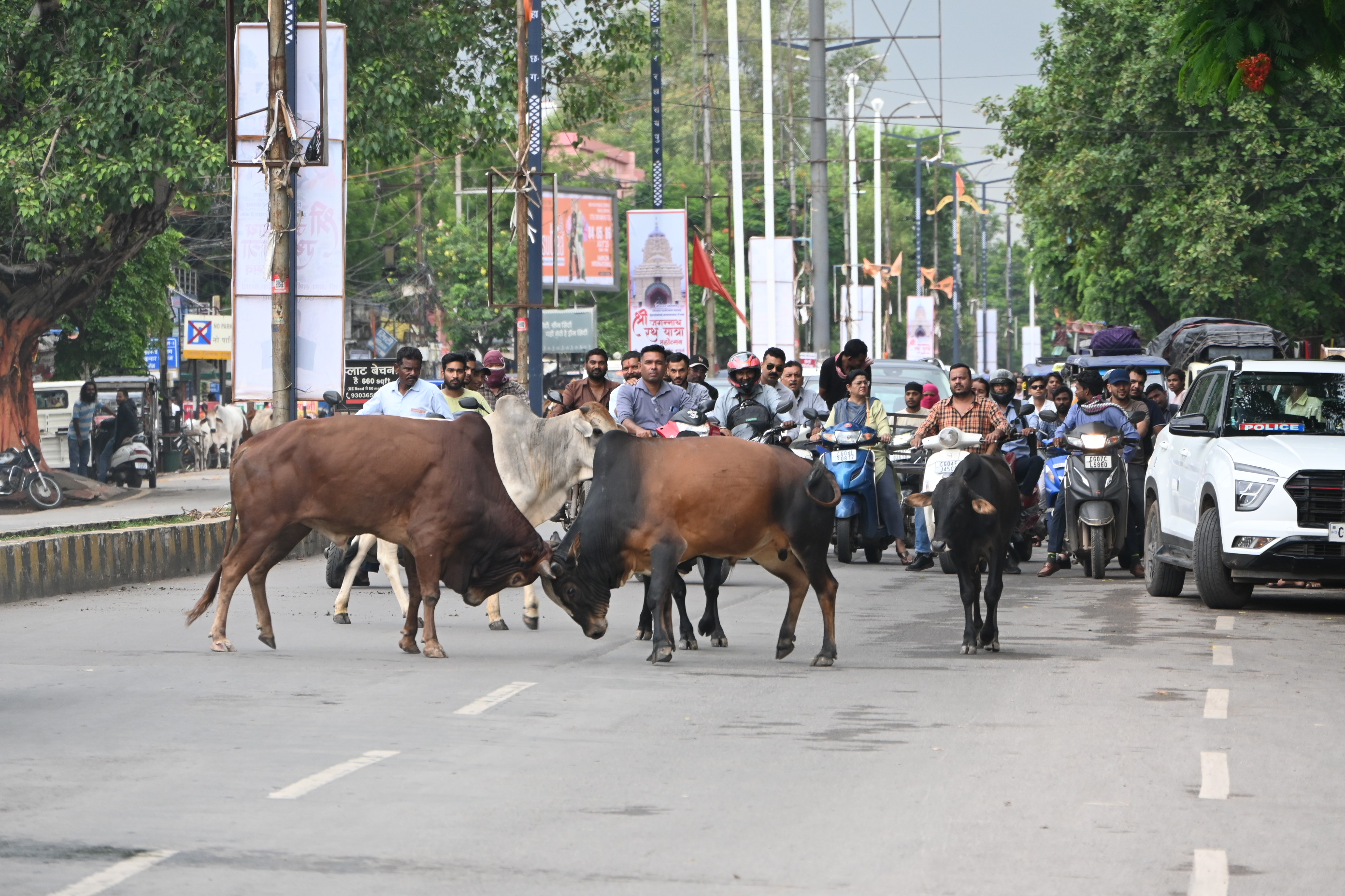 जब राजधानी के जीई रोड पर दो सांड भिड़े, यातायात ठहरा