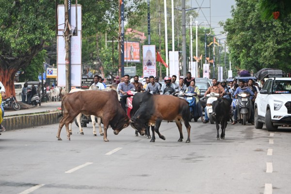 दो सांड भिड़ गए। दोनों की लड़ाई इतनी भीषण थी कि रोड पर यातायात स्वत: ही थम गया