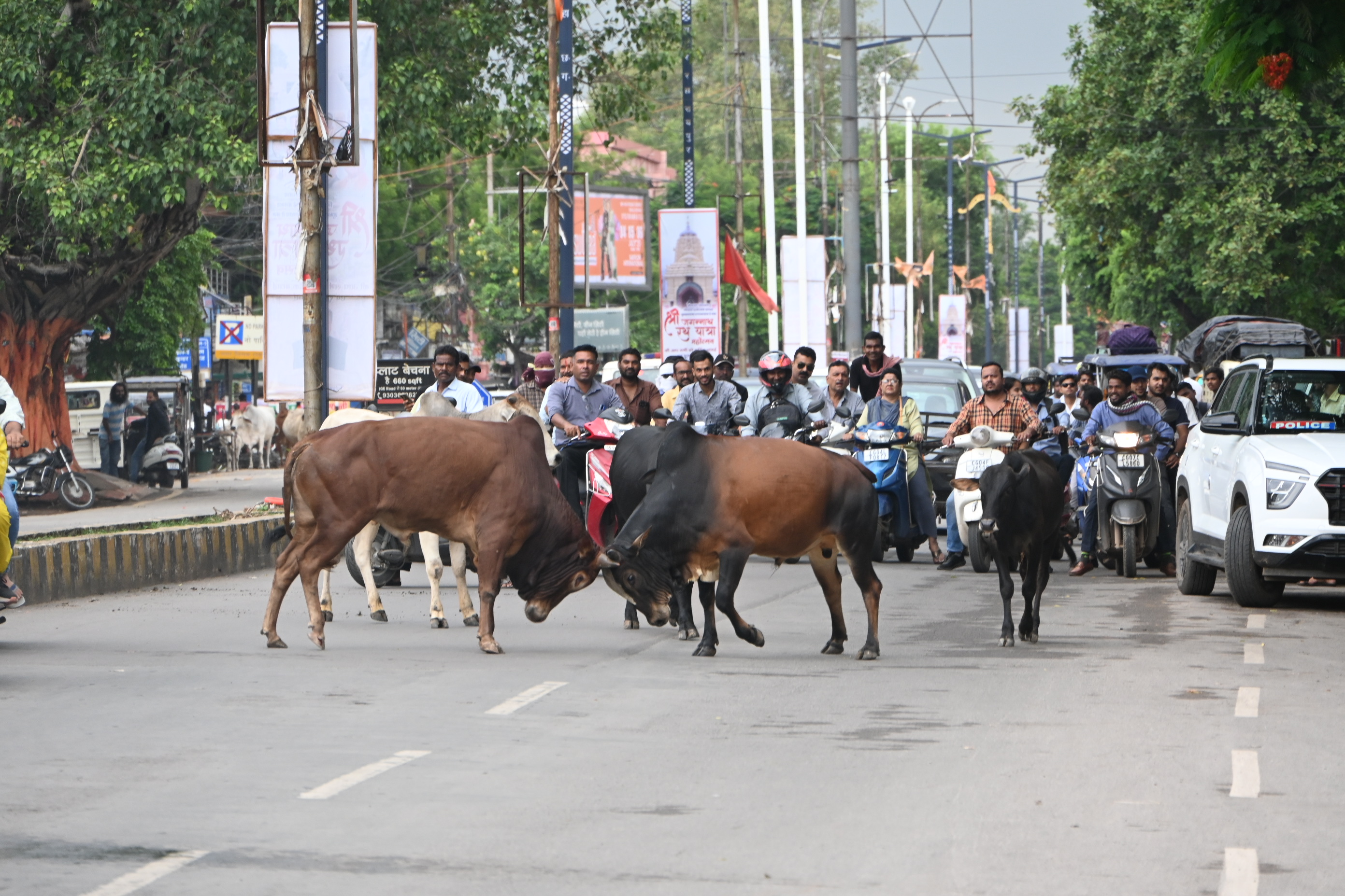 जब राजधानी के जीई रोड पर दो सांड भिड़े, यातायात ठहरा