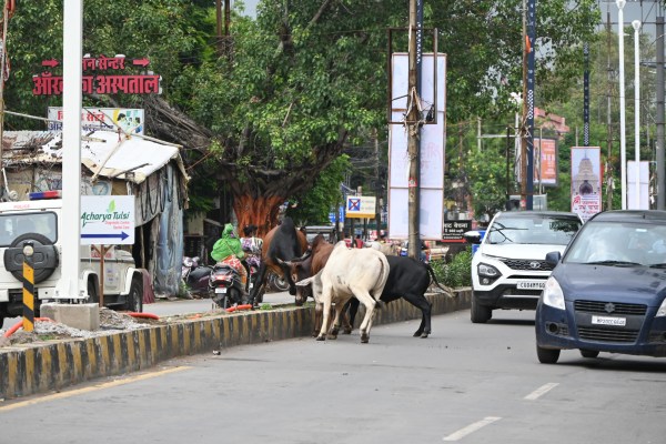 दो सांड भिड़ गए। दोनों की लड़ाई इतनी भीषण थी कि रोड पर यातायात स्वत: ही थम गया