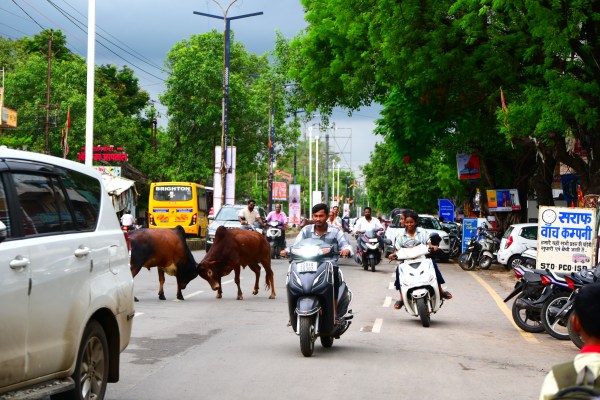 दो सांड भिड़ गए। दोनों की लड़ाई इतनी भीषण थी कि रोड पर यातायात स्वत: ही थम गया